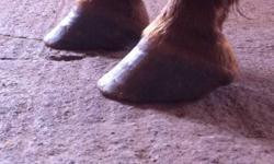 Hello there,
I am a barefoot trimmer who received my training through the AANHCP (www.aanhcp.net).
This is a fantastic trim for horses in any discipline.
Want to help your horse overcome toe cracks? Underrun heels? Long toes?
Want a trim that can help