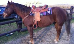 I have a lightly used barrel saddle for sale. It is in excellent condition and has been used a handful of times. It is a 14-15 inch, great for a youth or small adult. I am 120lbs and 5'6 and it fits me perfectly. It fits every quarter horse i have put it