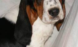 We have 2 tri coloured male Basset Hound Puppies left looking for great homes. These long eared cuties come with their first vaccines, deworming and a health gaurantee for your peace of mind. Basset Hounds are great for people who want a laid back dog.
