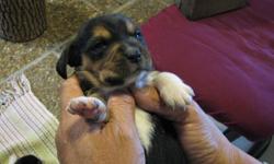 RESERVE your pure bred BEAGLE puppy with a $100.00 DEPOSIT NOW.
Puppies will be ready to be picked up 2nd week of FEBRUARY.
Parents are of field trial and hunting background.
Puppies will be microchipped and  registered.
phone 519 843 4445 for