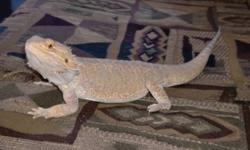 We need to give up Jack due to our schedule changes.  We are no longer able to give him the time he needs.  Great lizard for a beginner, he is healthy, established, friendly and eats well.  Jack is 14 months old.
Habitat includes, tank, cricket tank,