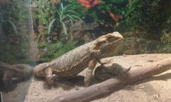 Two year old Bearded Dragon.
Dragon is approximately 16 inches long and in great health. Comes with tank, lamp, thermometer, branch, water dish and a bag of dried food. Tank is 24w x 18h x 12d.
Please call 905-899-1008