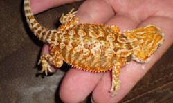 orange bearded dragons for sale if interested email for more info last two pics are the parents (NFS)
