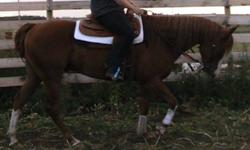 I have an 8yr old registered paint gelding for lease (Mr bandaras babe)" Ban" is about 16hh needs an intermediate (confident)to experienced rider he is NOT for kids no buck bolt or rear.he is a very well started horse he is western rode but would also go