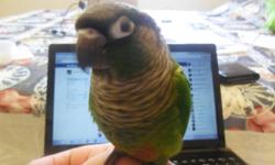 Hi,
I am selling my 5 month old Green Cheek Conure. He is fully tame and loves to be outside of his cage, on your shoulder or playing with his toys. He is on a seed diet and will be provided with a half bag of his favourite cockatiel seed mix. He has not