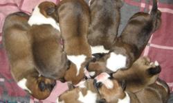 Beautiful, purebred boxer puppies for sale! Born November 30th, 2011. The Mom and Dad are both on site. The Mom (Bella) is white with faint brindle spots and the Dad (Silvio) is fawn. 4 females and 3 males available for sale. Dew claws removed when tails