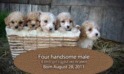 We are so pleased to introduce you to these adorable COCKAPOOS to gift at CHRISTMAS!!!!!
 
They are looking for a loving home to come home to.  These sweet pups were born in two litters (4 girls born on August 22) (4 boys and 3 girls born on August 28)