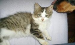 PETS NEED LOVE 2 ADOPTIONS HAS A BEAUTIFUL FEMALE FLUFFY KITTEN AVAILABLE FOR A NEW HOME SHE IS APROX 6-7 WKS OLD . EATING ON HER OWN AND USING THE LITTER BOX.SHE WAS FOUND ABANDONNED AND LEFT TO FEND FOR HERSELF.... SHE IS EXTREMELY AFFECTIONATE AND