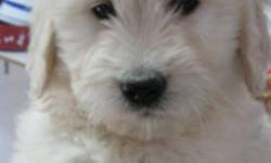Beautiful Goldendoodle pups, 10 wks old.  Also a new litter just a few weeks old.  Please call to reserve your pup.
 
Health tested parents, 2 yr health warranty.  Visit the website at http://www.burkhartskennels.com/ or call 519-698-2036 for more