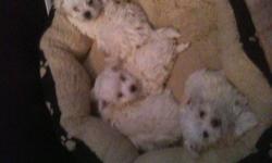 Four beautiful and healthy Maltese puppies available.  Each puppy has its own wonderful personality that they are waiting to share with there new family! Puppies are up to date on shots and will be dewormed twice.  They will go to there new home with a