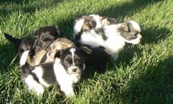 Beautiful Shih Tzu/ Poodle puppies ready to go November 7th.  Puppies will be held for approved homes with deposit.  Vet check, deworming and first vaccinations included.  Raised in a family environment with their mom and dad, our little darlings are