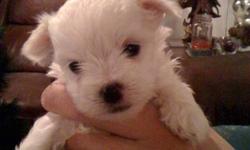 We have four beautiful Pure Bred Tea Cup Maltese puppies available.  We are taking deposits now, they will be ready in the New Year. 
2 males and 2 females. 
They have been family raised and well socialized with people and other dogs.  Each puppy has its