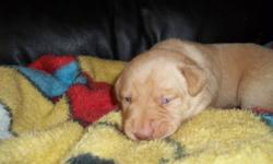 I have one really gorgeous Yellow  male (green collar). Parents are purebred Labrador Retrievers with great temperments very calm and well trained. Pups will carry this trait.  They will come with first shots be dewormed several times be vet checked and a