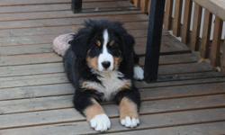 Bernese Mountain Dog Puppies.  CKC reg'd. Females.
European bloodlines. They are Vet checked and have their shots.
Written guarantee.
Please call for more information at (403) 738-4261.