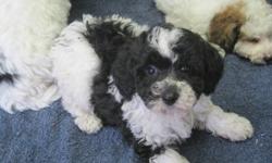 Beautiful, family raised, first generation cross, non-shedding and hypoallergenic puppies available for immediate adoption. 2 parti-color (black and white) males. Mom was the Purebred Bichon Frise, and the Dad is the purebred mini poodle. Expected