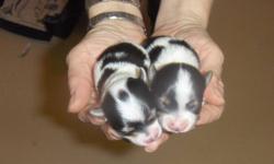 @@@@ Adorable NON-SHEDDING puppies for you.  These puppies are now paper trained.  They are very quiet and gentle like their goregeous Sire.  The parents are both registered with the International Biewer Club and puppiew may be as well.  I have been