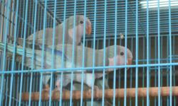 We have few Birds for sale:
Blue Quaker breeding pair, proven and dna for $800.00
Blue Male and Green Female Quaker breeding pair, proven for $600.00
One Male Jenday Conure proven for $399.99
We have few Indian Ringnecks, 6 months semi-tame, banded,