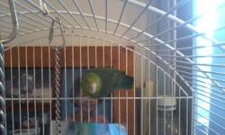 Well our landlord wants them gone, we have been holding him off. However we can not do that any longer. W have a  Bourkes parakeet (she  is not hand tame). And a female parroltette. The Bourkes  Willow  is a 5 year old female, . Gizmo is the parrotlette