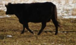 61 bred Black Angus cows to start calving the end of January to the end of march. Bred back to good Black Angus Bulls. These are big cows that wean real good calves in the fall. Still have the heifer calves off of these cows to show and see their