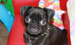 black boston terrier cross with pug for sale to a good home. we can no longer keep him. his name is charlie he is black and very playful and loves to snuggle. he is house broken but not neutered so would be perfect for breeding. he was also the runt of