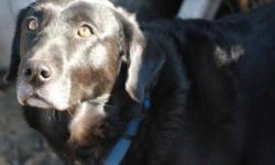 Missey is a 4 year old Black Lab. She is spayed and her vaccines are up to date. Missey is an owner surrender... she belonged to an elderly lady, who can no longer care for her, so she is now with us. She is very affectionate. She needs to lose some