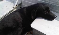I have a Black Lab that is almost 2 years old. He has his shots, is great with children as we have three of them. He is also great with other animals. I am looking to find him a new home where he will be loved and treated like a part of the family. We