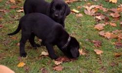 4 adorable PURE BRED LAB PUPPIES for sale (4 Black). Family raised and loved at our country home 5 minutes SE of Fergus. -well socialized -paper trained -both parents on site -At 6 weeks: Vet checked, dewormed, first shots We are looking for families or