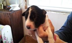 Black & white border collie puppies; we still have 3 cute little females looking for homes; parents both have great work ethic and are here on the farm; my collies are known for their temperment; price includes first vet checkup and dewormings; the farm's
