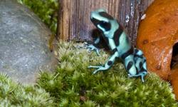 I have turquoise and black/bronze dendrobates auratus froglets for sale. I am now offering at $40 each to sell the last of them fast. They are captive bred and the original line is Understory Enterprises. They are all feeding well on fruit flies. A very