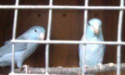 I am selling some of my breeding pairs of Blue and Green Parrotlets.
They are all in good health and feathers
They are ready to breed again
 
 
Some Proven and New pairs
 
Pairs are have been together no less than 3 months
 
Proven pairs
 
$110 for Green