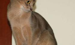 Beautiful ruddy abyssinian girl looking for a quiet forever home.  She has been spayed.  Not used to dogs, one other cat may be alright.  Asking $250 adoption fee to cover expenses.