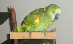 Amazon Parrot 1 year old. Very smart beautiful bird. Hand fed talking bird has a large vocabulary already.  Will sit on your shoulder and talk all day.  Loves a interactive enviroment.  519-733-4737