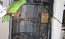 Hello I am a Blue Fronted Amazon Parrot, and my name is Joey. My current owner saved me  but is unable to keep me. I will be 20 in February 2012 and I live for up to 85 years. I need a home where someone is there most of the time and loves to chat back