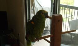 His name is Iago and he is approximatley 15 years old. He was rescued back then and now he needs someone to rescue him again as we can no longer look after him.
 
He comes with a cage, a large perch, and a smaller perch. 
 
If you have any questions about