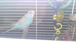The cage itself is 20 inches long, 13 inches wide and 28 inches high. With the stand it is 5 feet tall. The parakeet is about 6 inches head to tail, and I believe it is a male. The cage has 3 doors all together.One on the front, one on the left side of