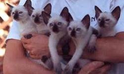 I have beautiful Blue Seal Point Siamese kittens that were born on Nov. 1/11 and will be ready Christmas Day for delivery.
 
Come early to get your pick of the litter - 2 males and 4 females
 
Hand raised, friendly and so very cute.  Will be ready for