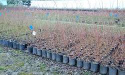 Blueberry plants
Springs is right around the corner
I have three types: Bluecrop, Elliot and duke
Ask what the difference is
These plants are 3 years old and are in 1 gallon pots
They are 16-24" tall and will produce this summer
Free delivery right to