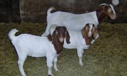 boer bucks for sale ages from 2 mths-7 mths father is register mothers are percentage call 345-2169 prices from 200-300.