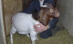 Three boer bucks for sale they are four months old asking 300.00 each call 519-345-2169.