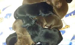 8 Border Collie/Chocolate Lab Puppies for sale. 4 brown pups (3 of which are female and 1 male) 4 black pups (2 male and 2 female). Asking 200$ They will be ready to take home for end of February. Pups are going fast half already spoken for but not all