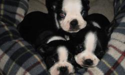 boston terrier pure breed 2 female 1 male please e-mail  for more info  i dont mind traveling to meet you half way
 
asking $850 female
 
asking $750 male
 
the perfect gift for the entire family