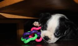 4 Boston Terrier /Pug pups waiting to go to their forever homes. All are black and white with beautiful markings. There is 1 male and 3 females currently available.
Mom is black/white and Dad is brown/white - both are on site.
Puppies have been handled