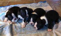 Hi, we have four girls and three boys. The puppies will come with there first shots and de-worming. The parents are on site. The last two pictures are of the parents. Email to set up a viewing time. Thanks