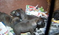 This designer breed is known as a Bospin. They are a gorgeous brindle color. Have had first shots. Will be ready to go at 8 weeks. Great family pets.Two older ones available, one male and one female. ( dark ones in the last pic). Will bring to PA.