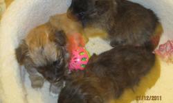 These adorable little guys lost their mom when they were a week old and we took them in for bottle feeding.  They are now eating solid food, are using pee pads, and are ready to join new loving families.  Mom was a pure Pomeranian and Dad was described as