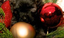 We have 6 beautiful Bouvier Pups ready to come home between December 15th and Dec 24th.  The pups will all be CKC registered and vet checked with shots and worming up to date. Bouvier's are fantastic family pets, they love to play with the kids and lie