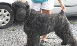 Bouvier Puppies
CKC reg kennel and member in good standing
Males and Females
Ready for the holidays (will keep until after)
Pups come from great bloodlines,They are vaccinated, dewormed, tails docked, micro chipped  and 2 yr guarantee
* Ears are natural