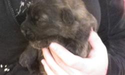 Bouvier Puppies!  Lovely colours, wonderful puppies!  Both parents can be seen - they are our family pets.  Excellent family/farm dogs.  Healthy family raised puppies.  Tails docked and dew claws done.  Located in Summerland, can possibly deliver. Puppies