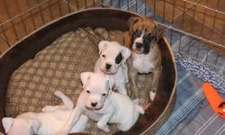 Boxer puppies for sale- 3 left- 1 male, 2 Females
Born September 25th. Ready to go!
Tails docked, dew claws removed and all shots up to date.
$800.00 each
Call Eric at 780-832-5624 for more information or to meet the puppies!