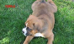 I HAVE 3 BEAUTIFUL BOXER PUPPIES READY TO BE PLACED IN NEW HOMES
1- FEMALE(FAWN) AND 2- MALES (BRINDLE), THEY HAVE JUST HAD FIRST SHOTS AND MICRO CHIPPED , DEW CLAWS AND TAILS DONE, THEY ARE VERY FRIENDLY AND LOVE PLAYING OUTSIDE WITH THE KIDS, AND THEY
